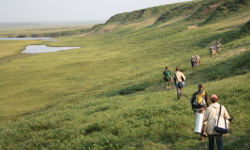 Tundra